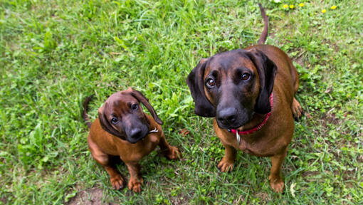 Chien Rouge De Bavi re Information Sur La Race Purina Chien Rouge De Bavi re Information Sur La Race Purina